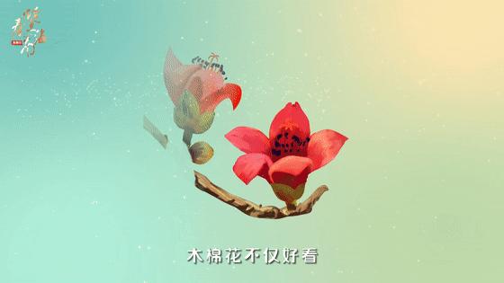 在海南踏青打卡,海南木棉红风景