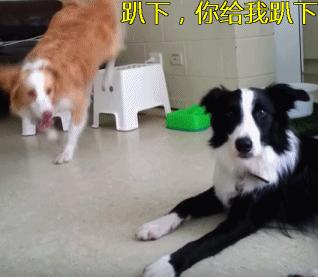 最值得被饲养的7种狗好养又不贵,便宜好养的6种狗经济实惠又可爱