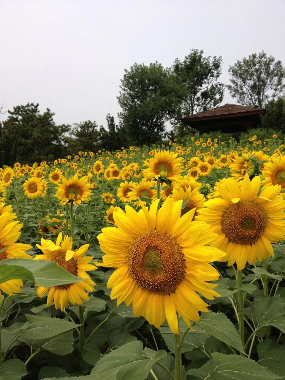 北京适合夏季打卡公园,北京朝阳区常营公园