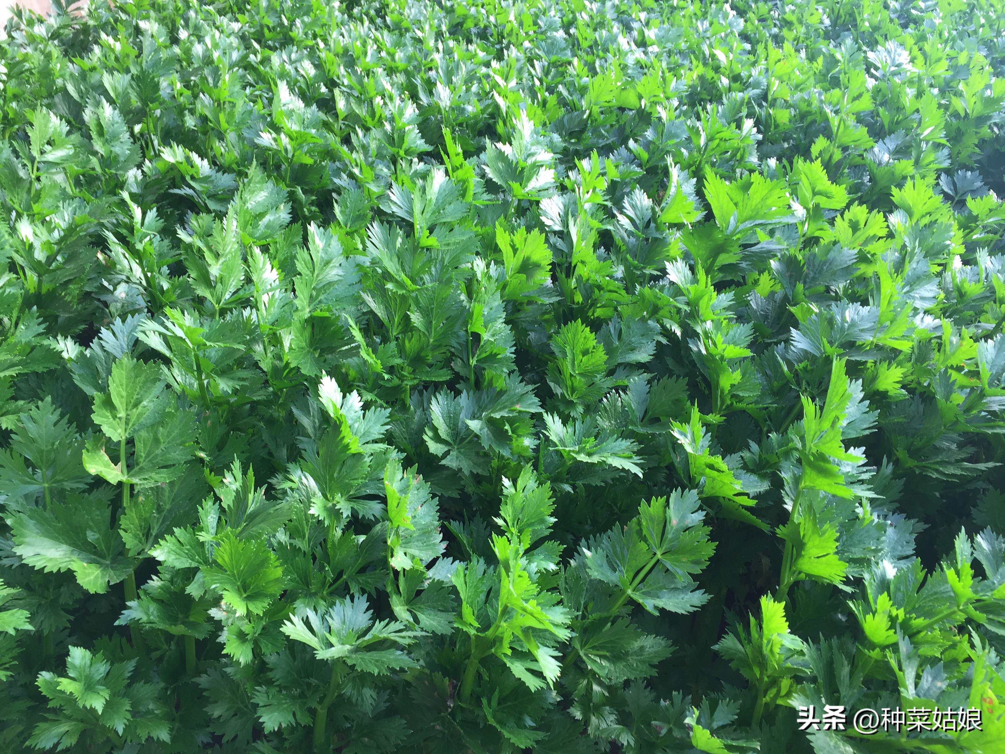 冬季大棚芹菜怎样浇水施肥,现在大棚里的芹菜什么时候浇水好