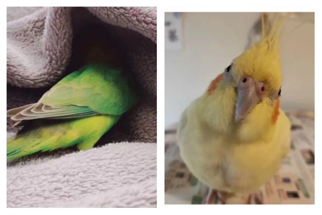 适合孩子室内养的小宠物,适合小空间养的小型宠物