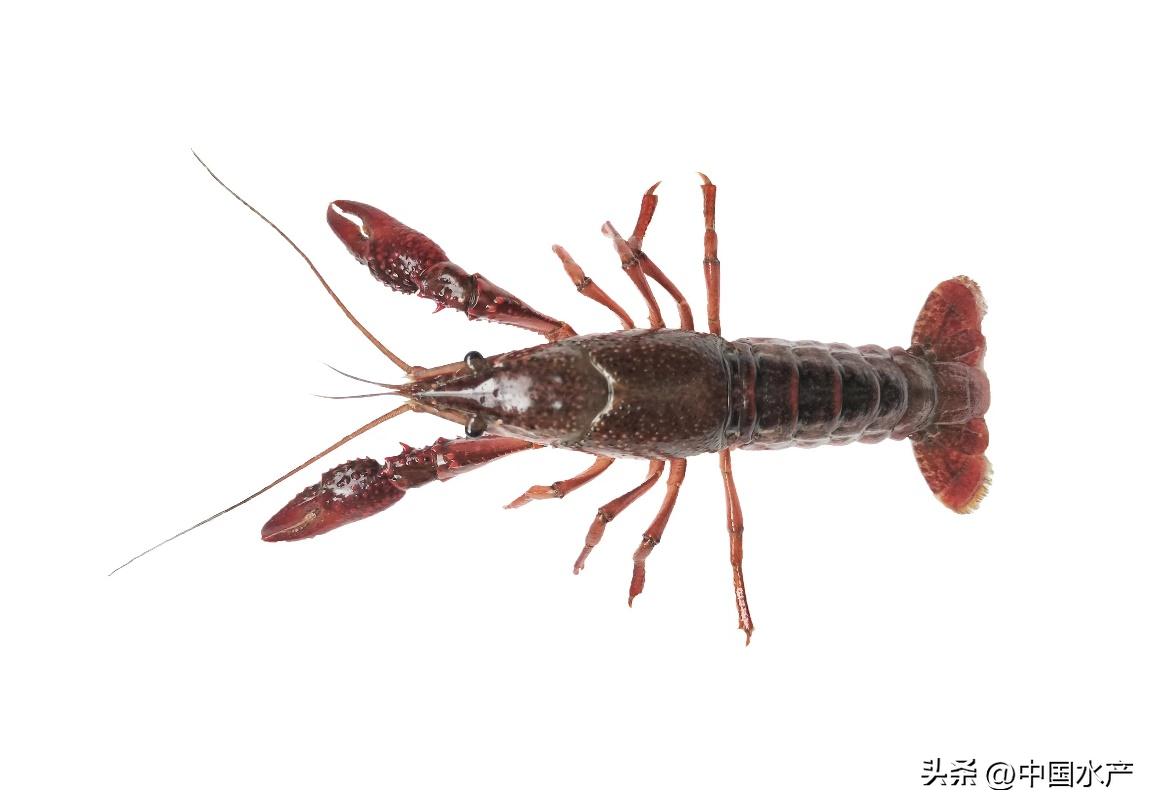 水生外来物种入侵防控工作方案,水生动物防疫