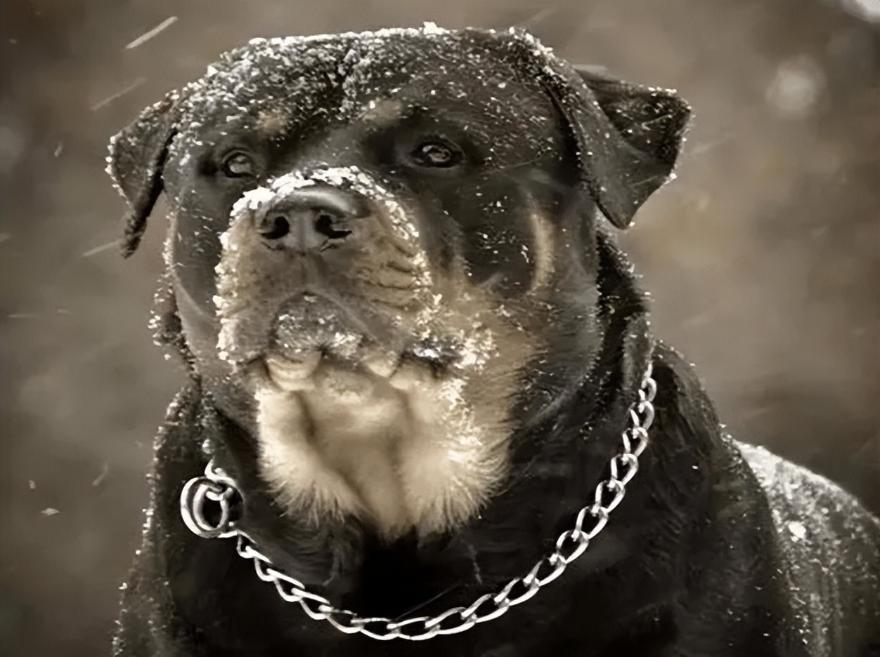 被禁养的五种狗你家有饲养了吗,最不建议养的五种狗