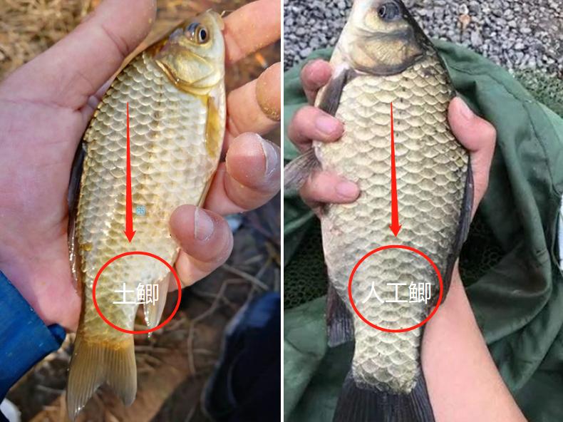 土鲫板鲫工程鲫,买鲫鱼大的好还是小的好