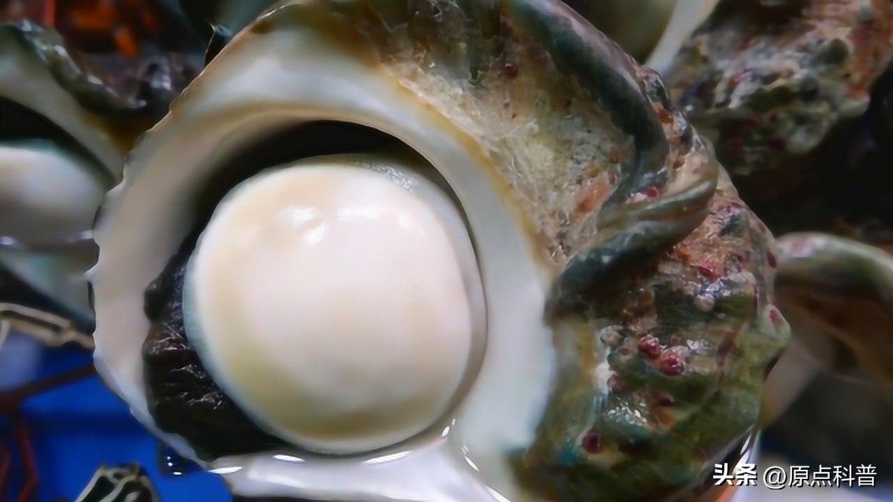 中国十大海鲜最新排名,国内生吃海鲜排行榜前十名