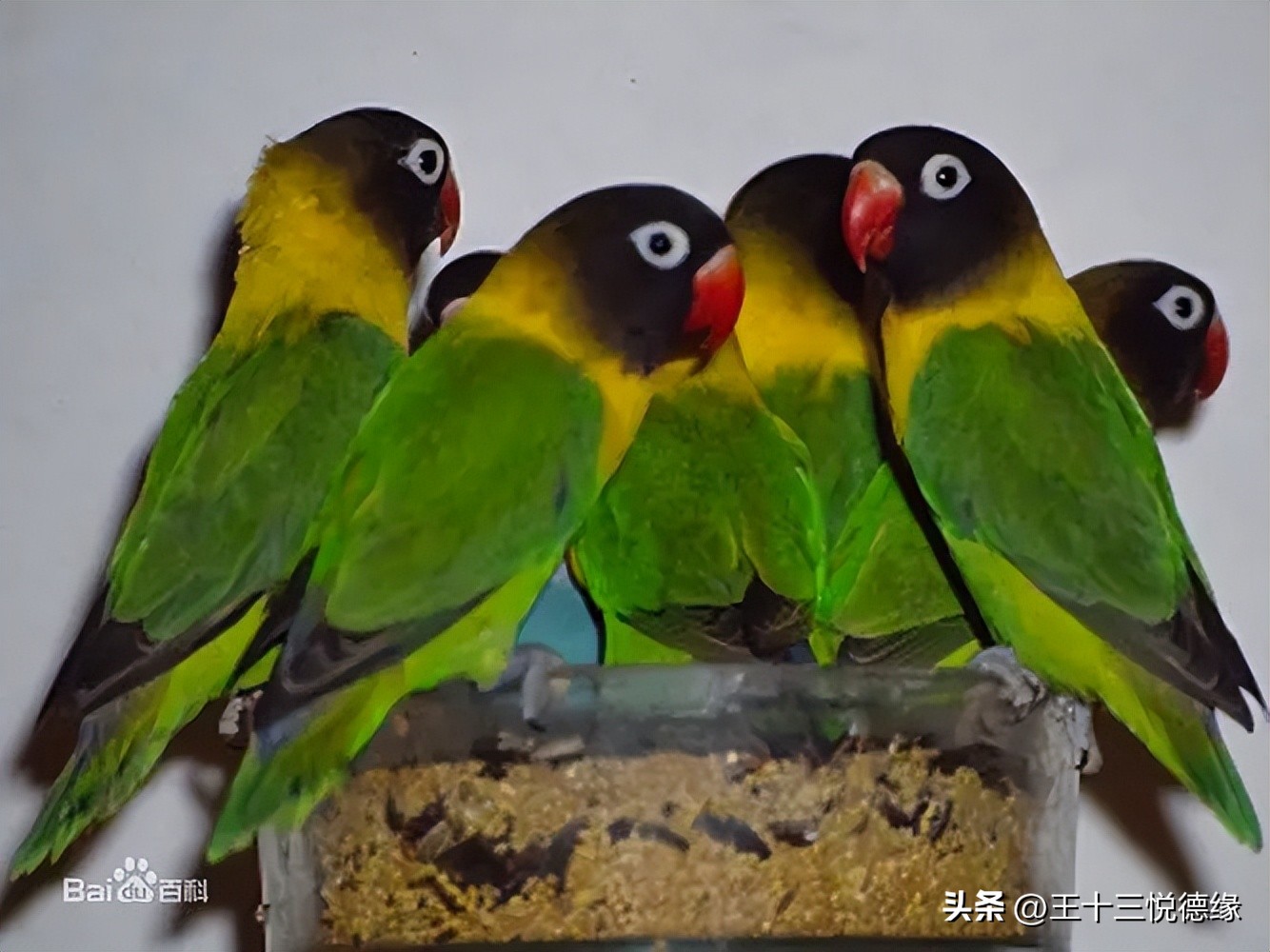 牡丹鹦鹉眼睛有白圈是什么品种,牡丹鹦鹉眼睛掉毛是怎么回事