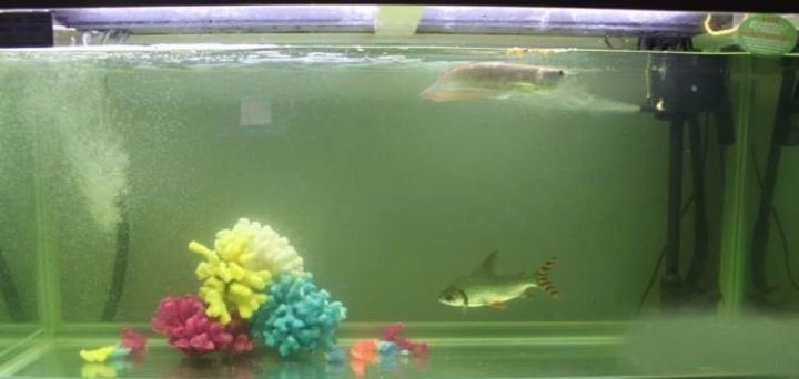 极品蓝底过背金龙,顶级蓝底过背金龙视频