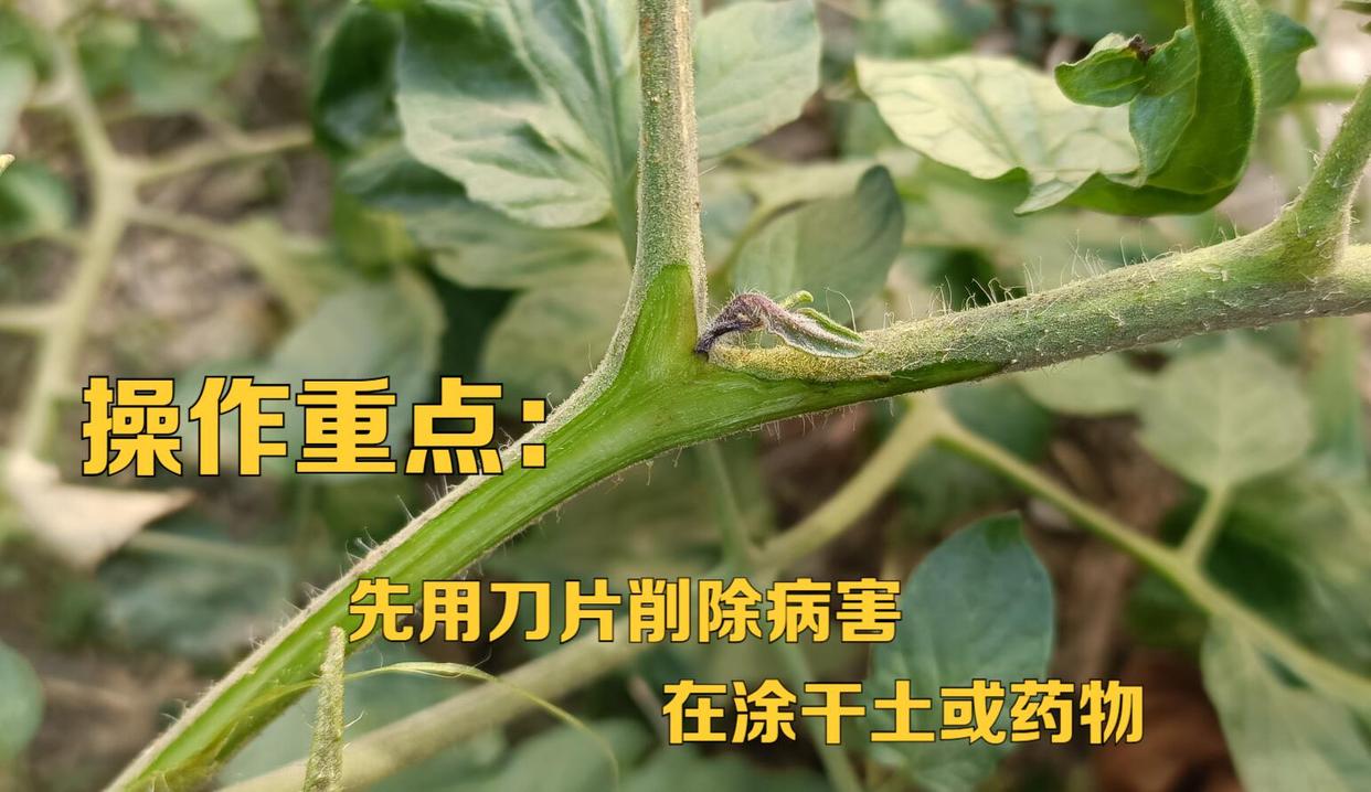 蔬菜根腐病打什么药,蔬菜地里根腐病如何治
