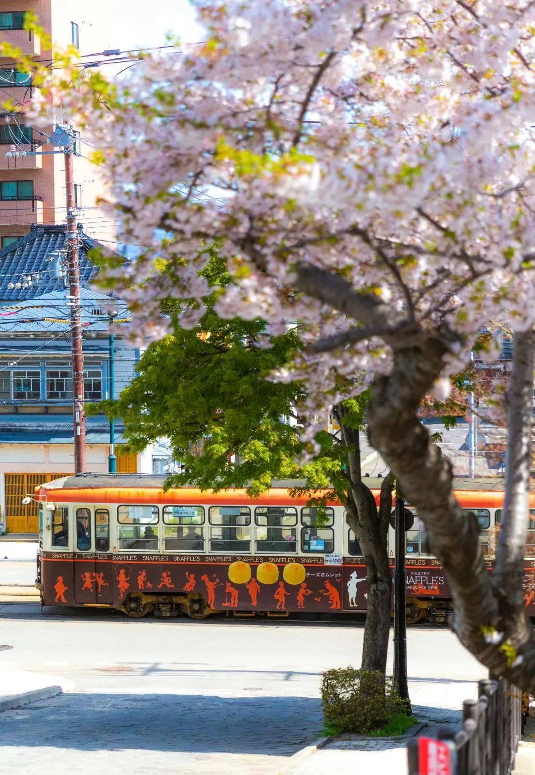 今年日本樱花还能看吗,日本4月底还有樱花看吗