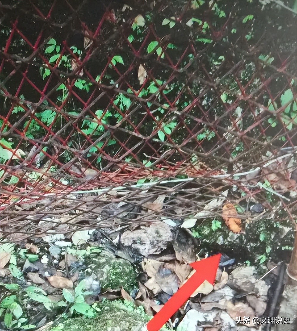 广东老太在山上抱回一只野猫,广东老太捡到一只猫仔