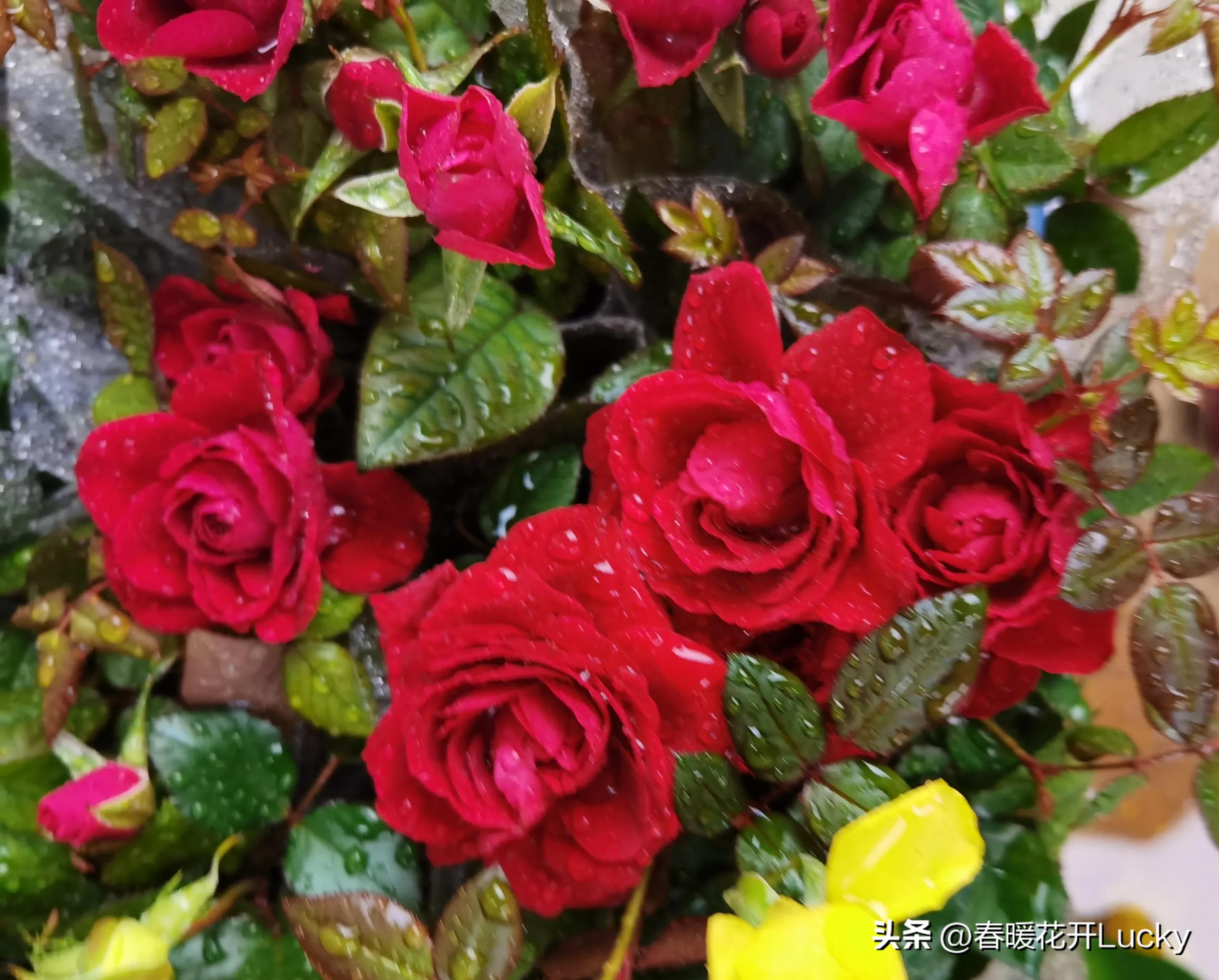 花红花火中的花火,火黄色月季花