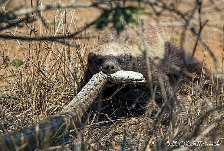 非洲最凶平头哥——蜜獾,生死看淡,不服就干