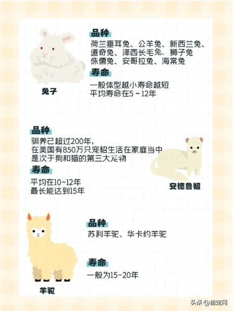 除了猫狗还有什么宠物能养,适合养宠物的房间格局