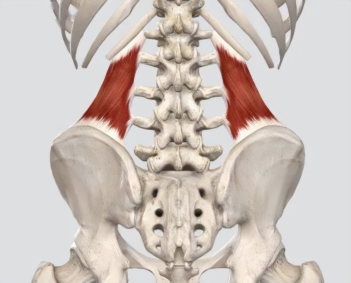 腰方肌旁边是什么肌肉,腰方肌有压痛点肌肉紧绷怎么治疗