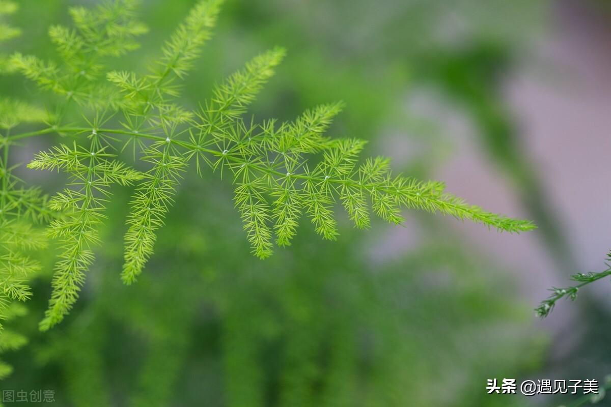 散文人生四季,夏日经典散文阅读