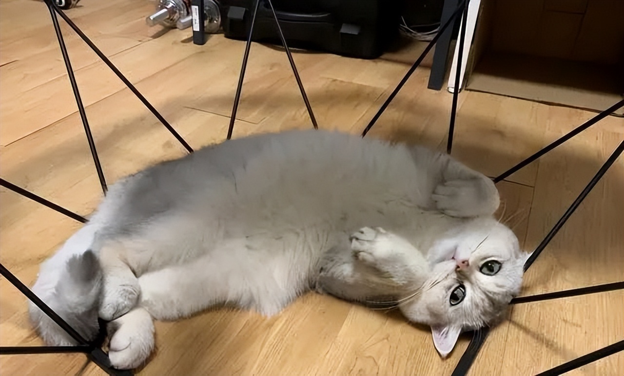 猫的哪些表现说明它喜欢你,猫咪喜欢你的八种表现