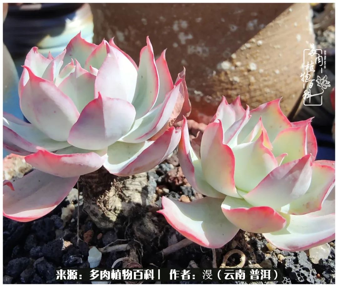 云南的冬天没有云！养肉七年，不谈得失，只论陪伴！