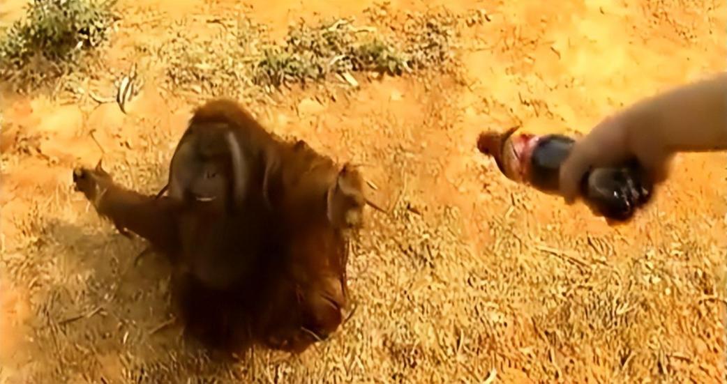 大猩猩减肥,红毛大猩猩减肥