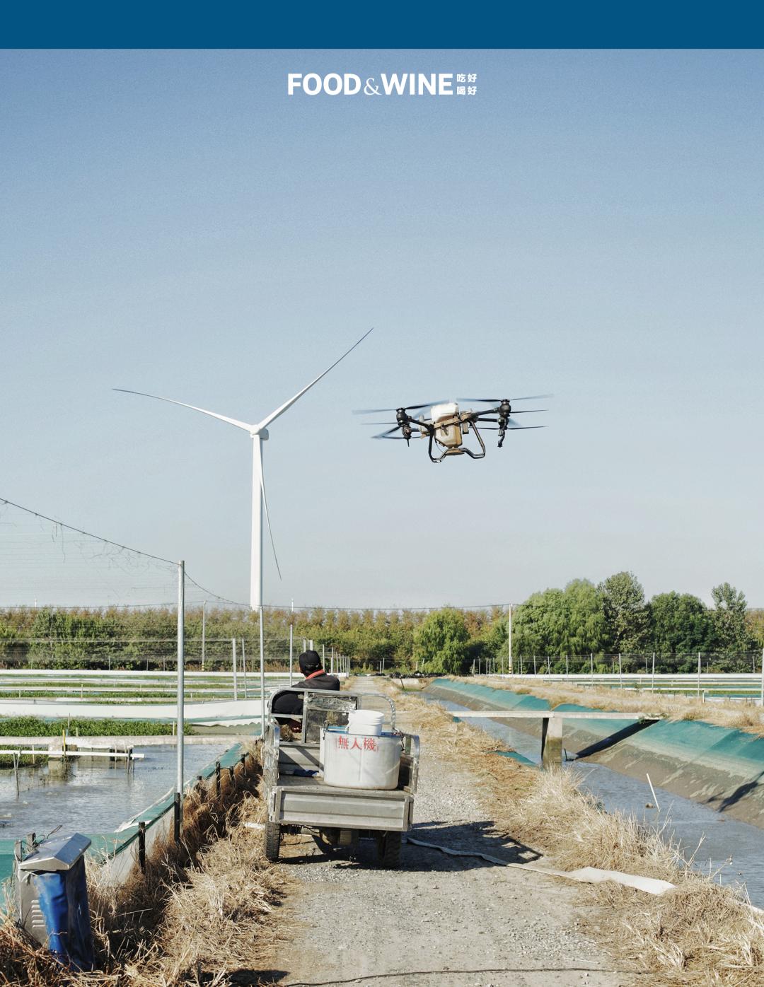 高邮湖的螃蟹怎么样,高邮湖螃蟹多少钱一斤