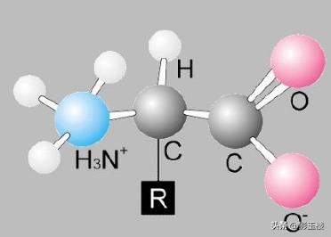 菠萝蜜种子效用,菠萝蜜种子煮熟的功效