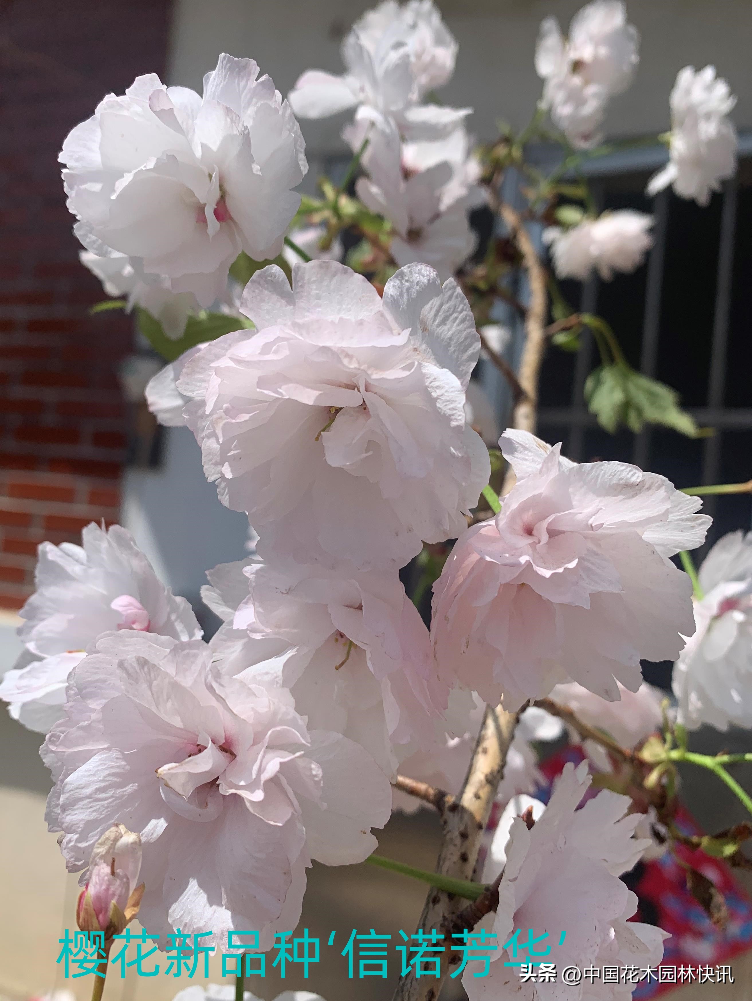 青岛樱桃谷樱花,青岛大崂樱花谷单樱