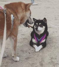 企业管理的病态现象,公司中层管理的十大技巧