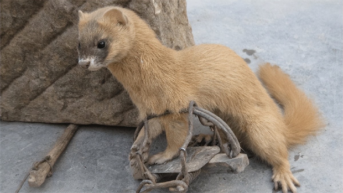 黄鼠狼为什么不能叫黄鼠狼,黄鼠狼到底有没有科学依据