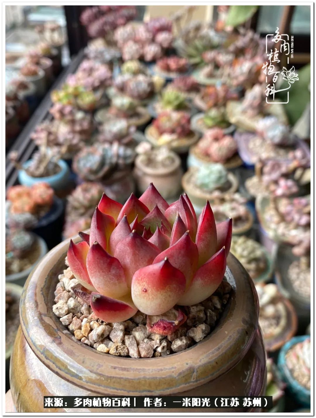 幸福就是珍惜当下所拥有的,珍惜当下所拥有的才是幸福的