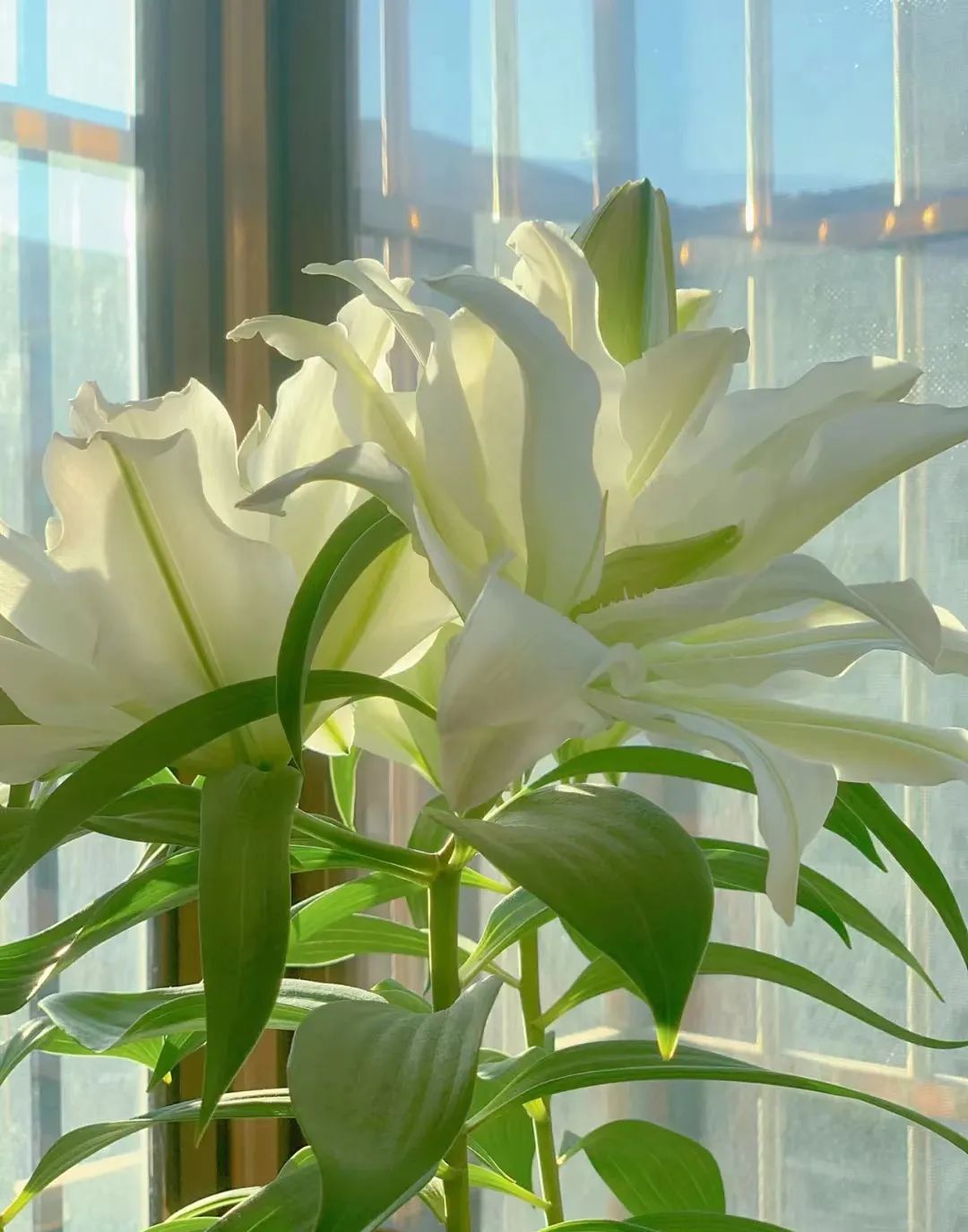 一年四季家庭种花播种时间表,南方一年四季蔬菜播种时间表