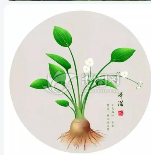 泽泻是一味什么药,泽泻汤配方泽泻是一味什么药