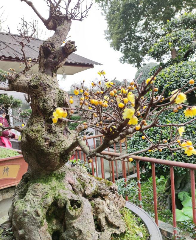 腊梅盆栽怎样装饰好看,腊梅夏季搭配什么盆栽好