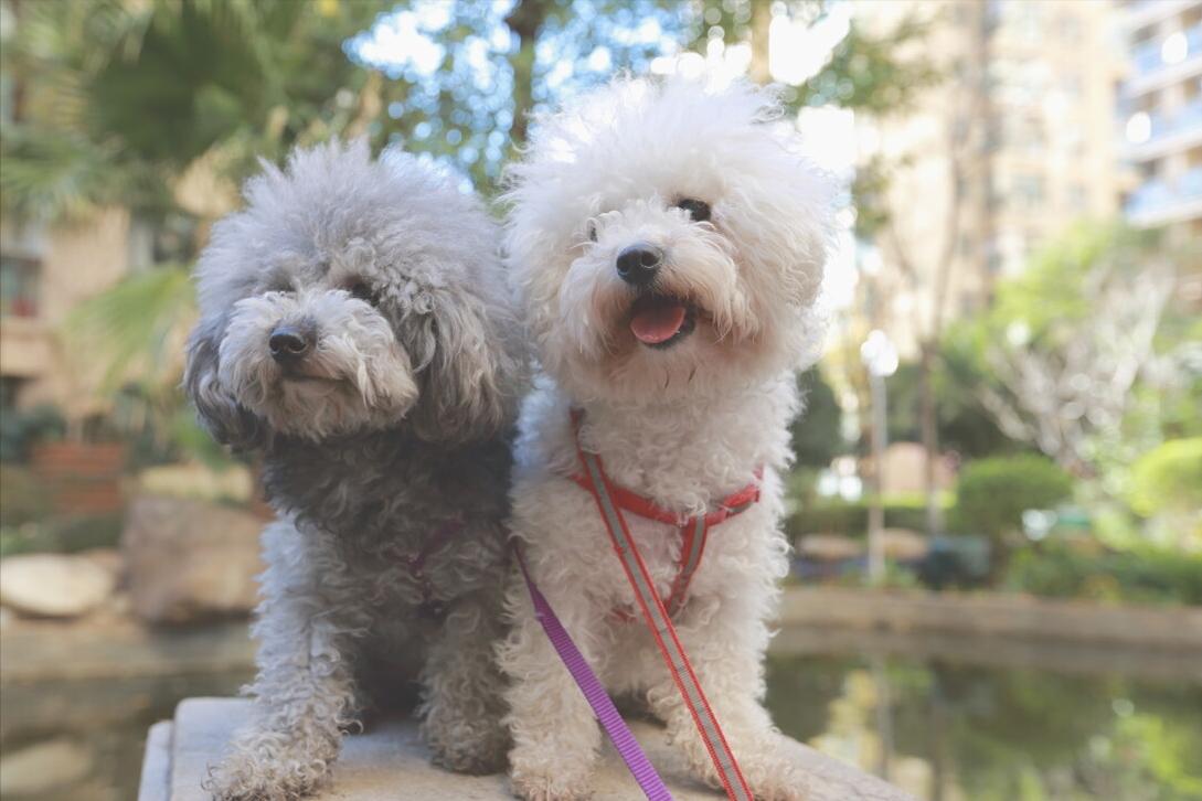 褐色泰迪大概多少钱一只,一只纯种泰迪多少钱