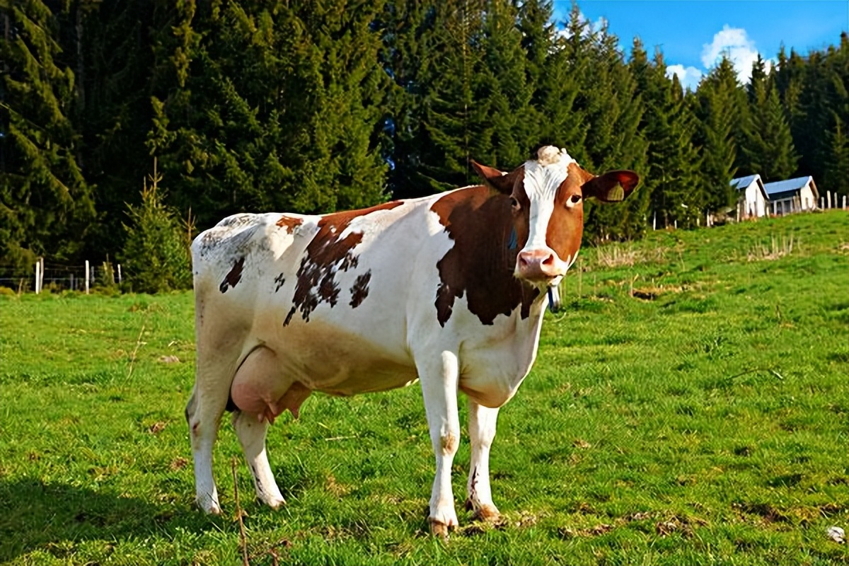 母牛流白黄液体是怎么回事,母牛流白色胶咋回事