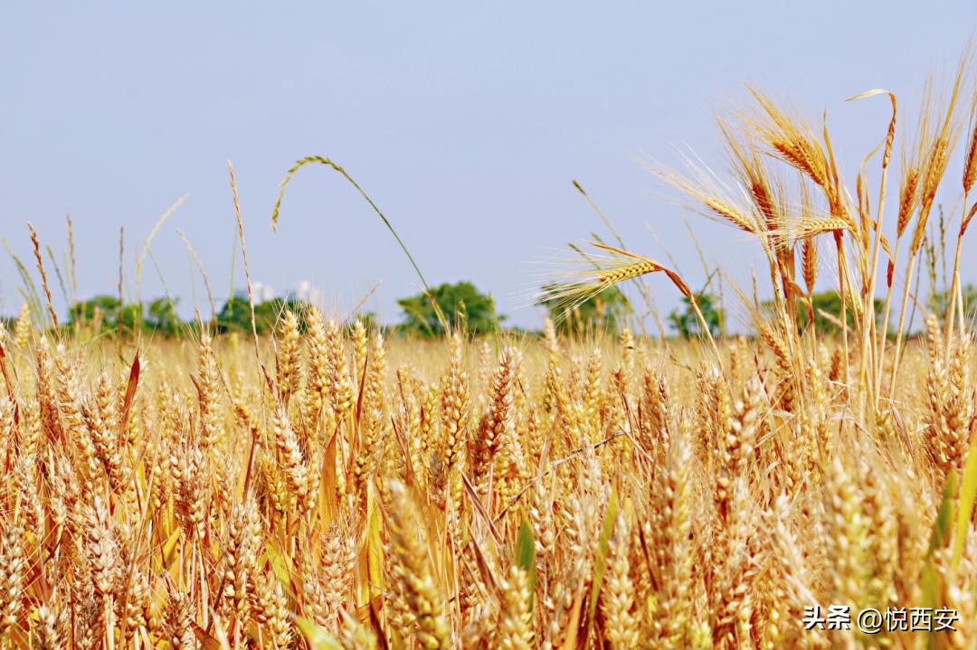 西安公园2020年开放时间,西安遗址公园有哪些