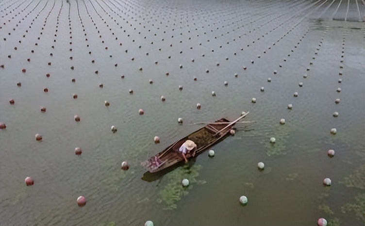 水产养殖纳米银哪个牌子最好,使用纳米银对鱼苗有没有伤害