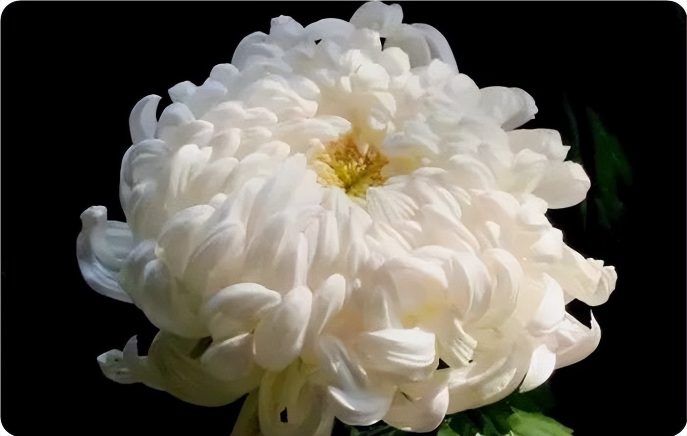 秋花诗词50首,金秋秋菊50种名菊