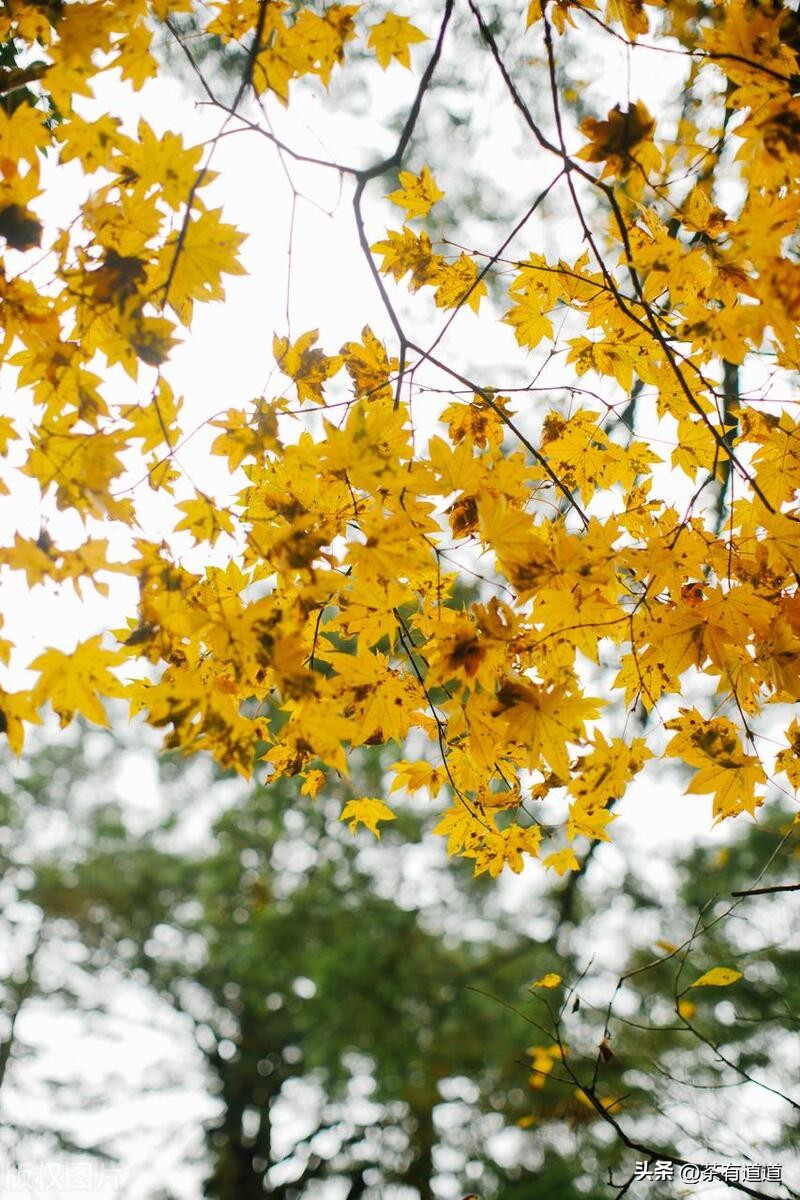 荥经茶马古道徒步线路,雅安荥经茶马古道穿越