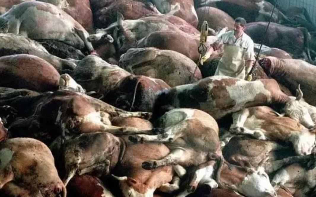 最可怕的朊病毒是什么,世界上最可怕的朊病毒