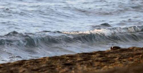 发现罕见的鲸鱼,最新发现的巨大鲸鱼