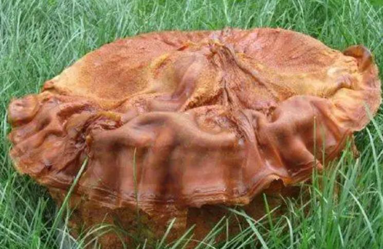 1斤能卖多少钱的东西,1斤以内太岁出售