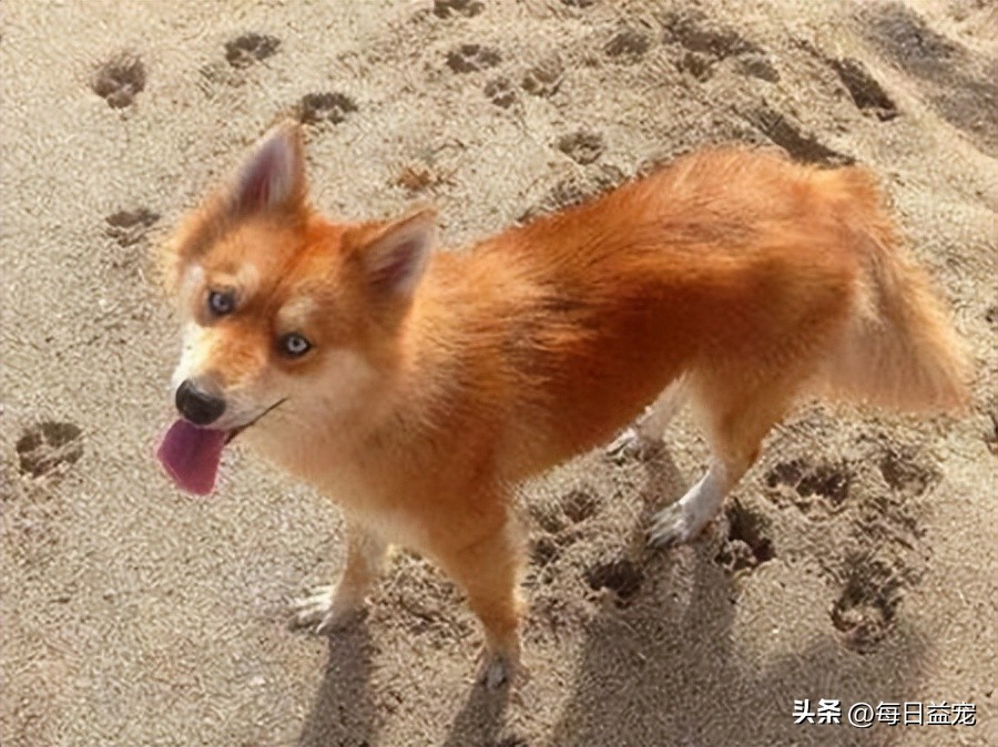 男子收养了一只小土狗,男子收养一只被遗弃的动物