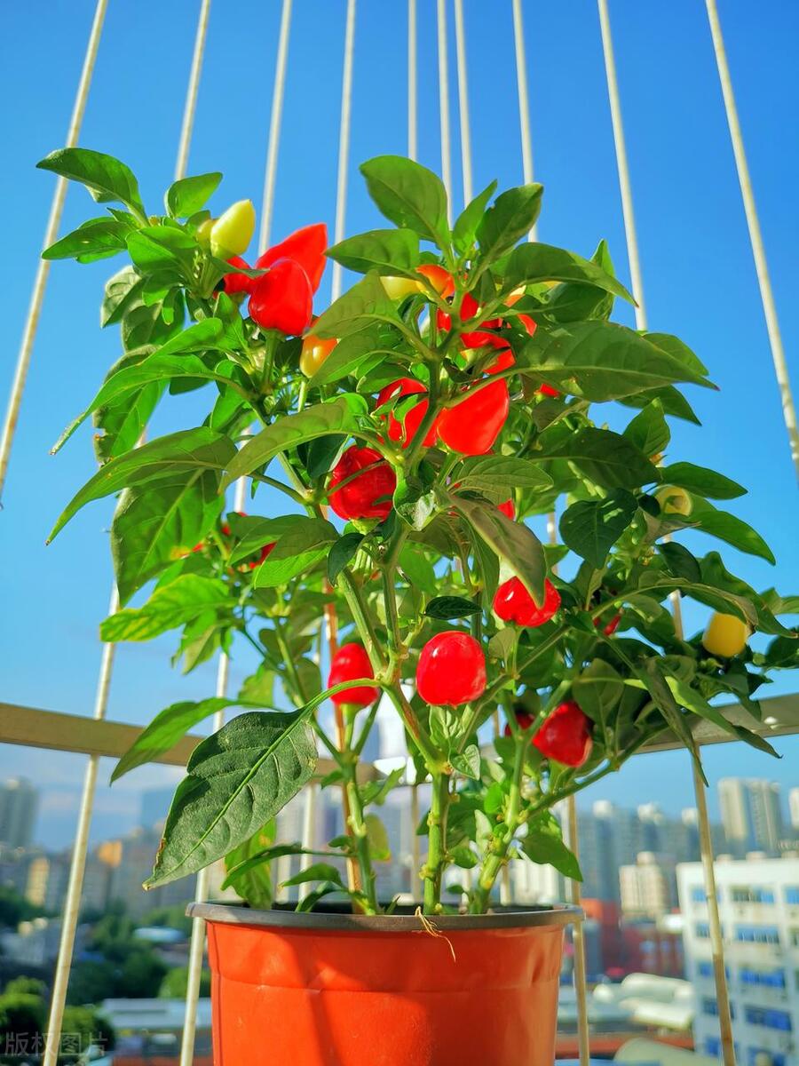 辣椒盆栽开花不结果是咋回事,辣椒开花有蚜虫怎么办