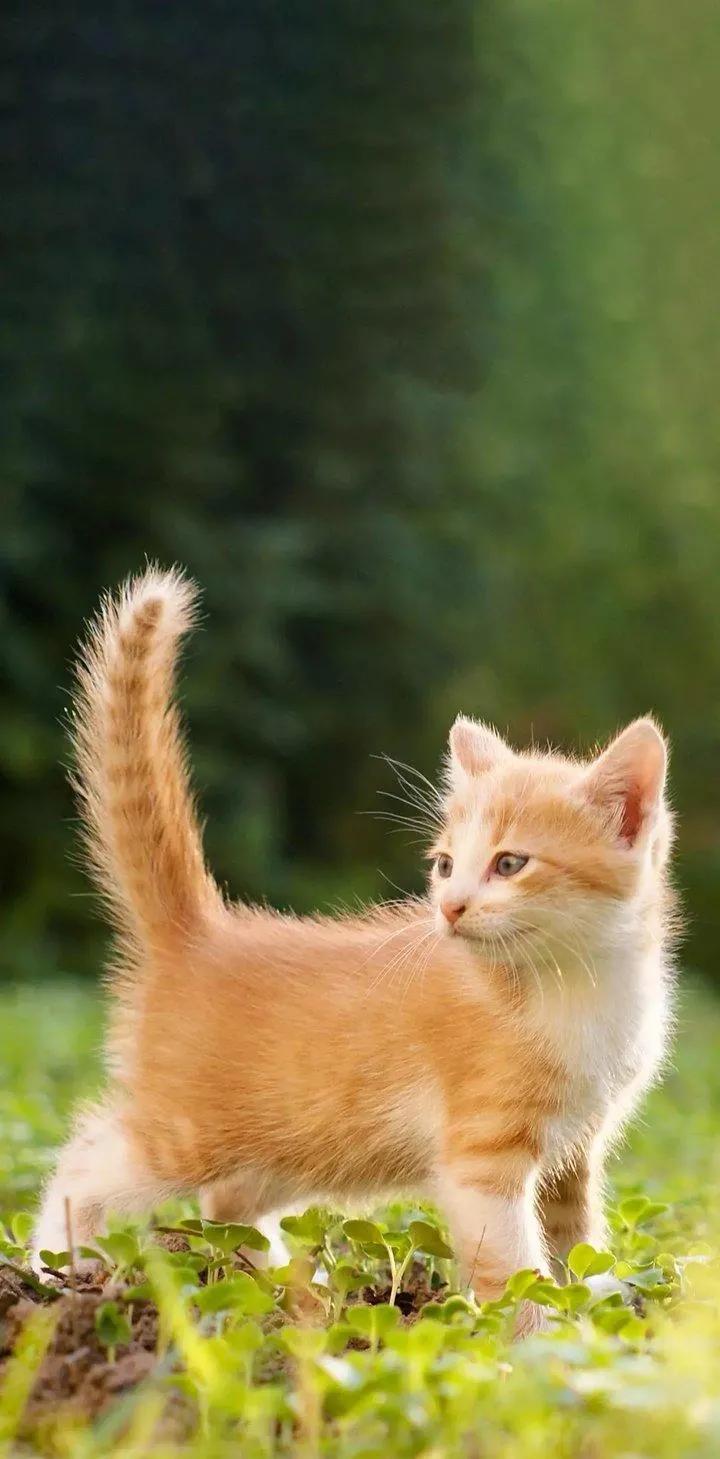 高价二手车买卖图片,如何高价卖二手车