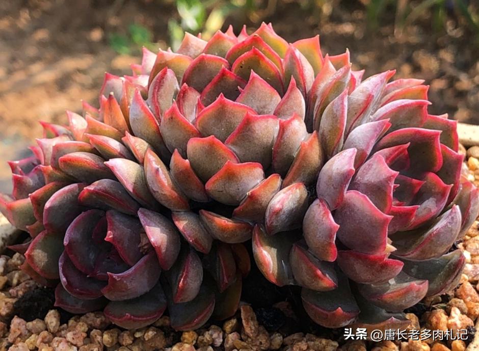 暗冰和赫拉，易上色的月影与“纯欲系”多肉的代表，你都养了吗？