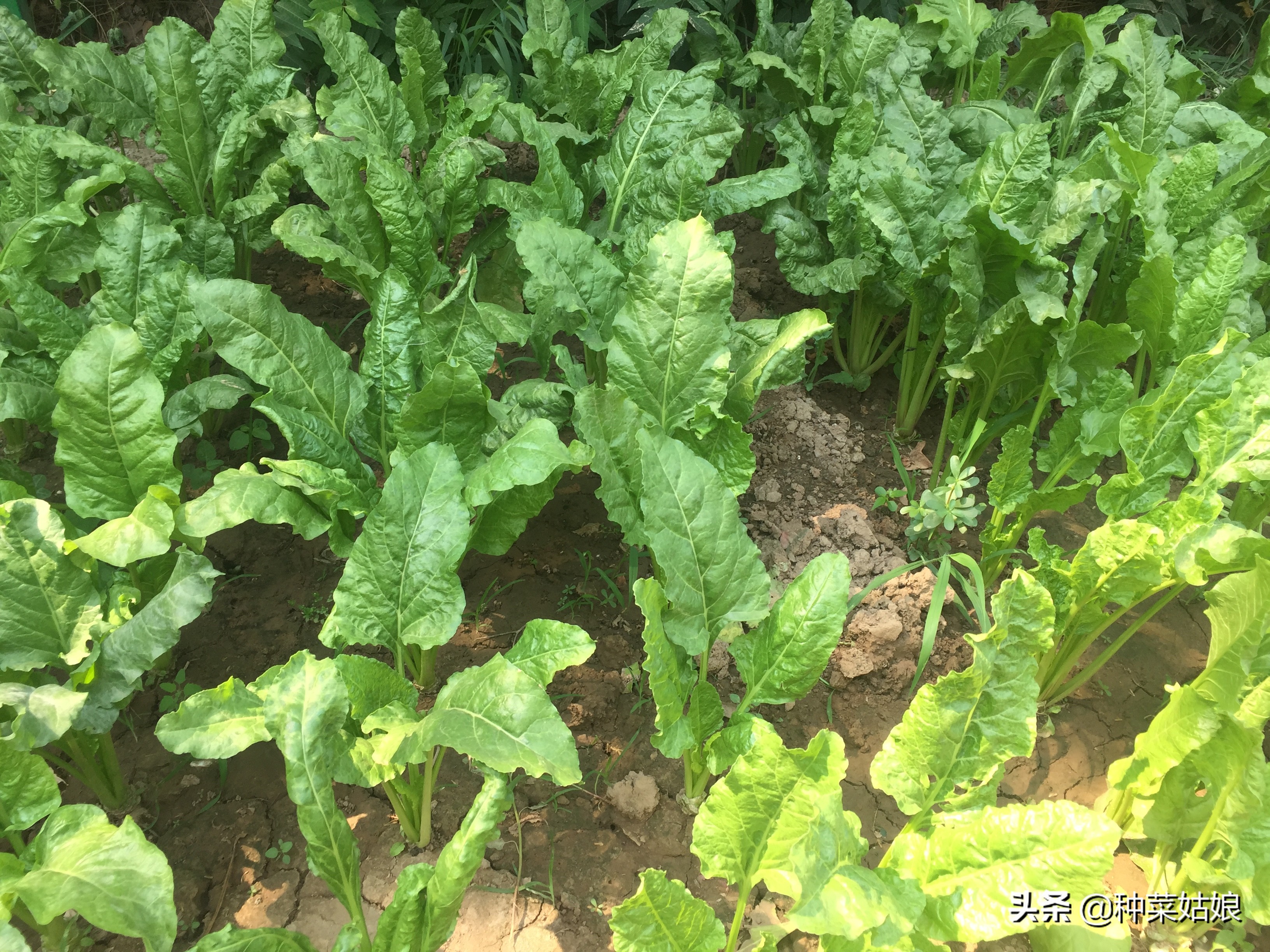 做好这几项新手种菜也能种得好,春天种菜要在芒种的时候种吗