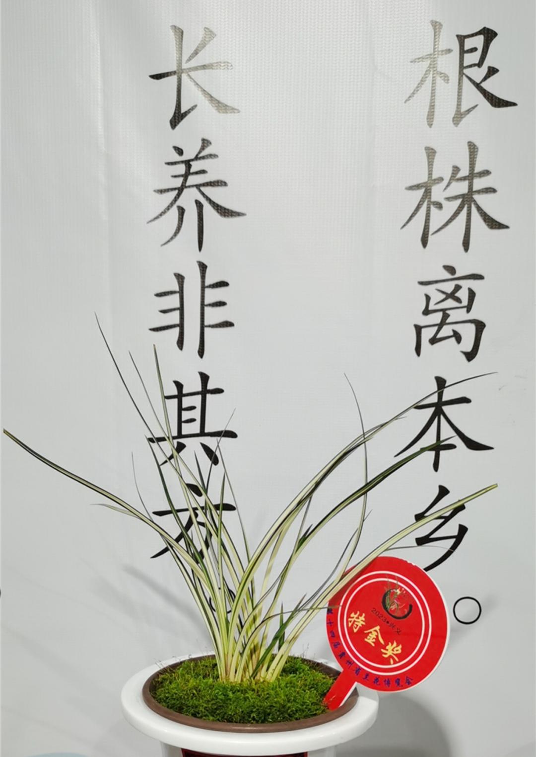 顶级名品兰花欣赏,国际兰展特金奖兰花