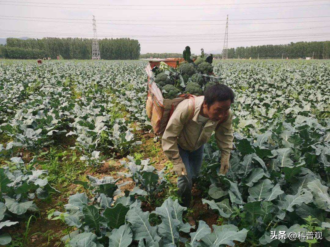 日本垄断中国市场百分之多少,打破西兰花种子垄断的原因