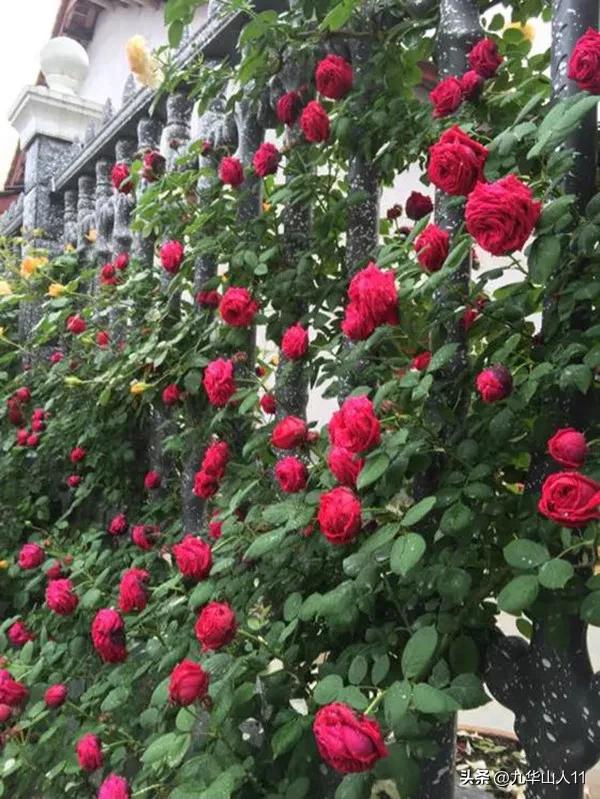 黄色系藤本月季哪个品种好,适合海南种的藤本月季品种