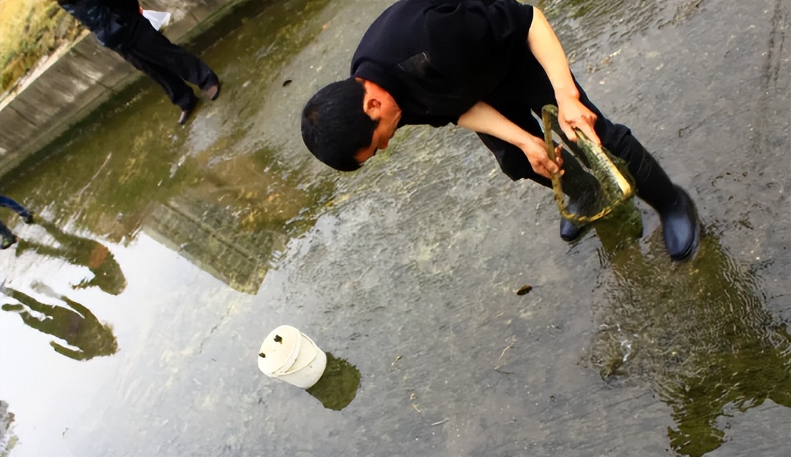 被误解的泥鳅，过去嫌脏拿来喂鸭，现在半斤15元，连内脏也能吃