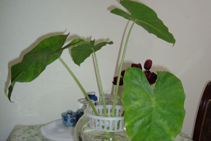 警惕这些危险的植物,盘点那些有毒的植物